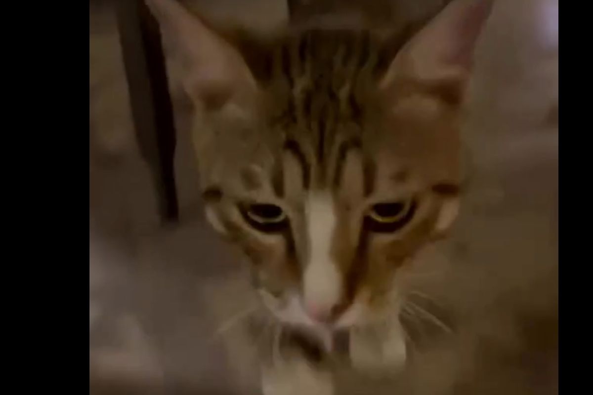 Kucing berpola Tabby ini diberi nama Dave itu kerap menemani jadwal makan malam anggota tim sehingga akhirnya menjadi maskot tidak resmi para pemain Inggris.