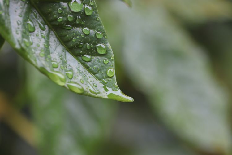 Air bekas penyiraman dapat menyisakan noda pada daun.