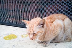 Penyebab Kucing Muntah Cairan Kuning dan Cara Mengatasinya