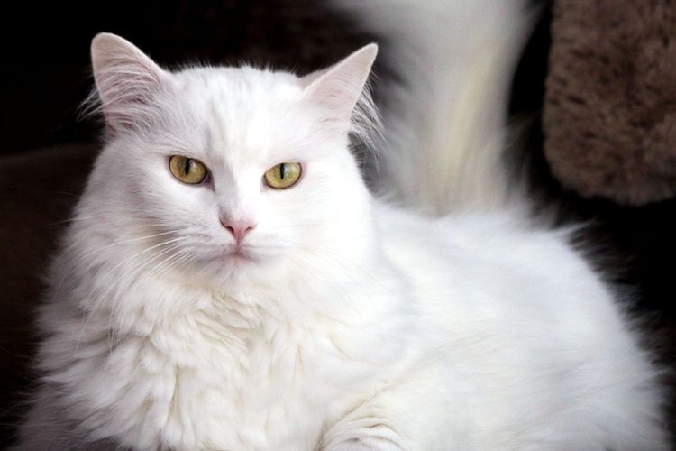 Ilustrasi kucing Turkish Angora.