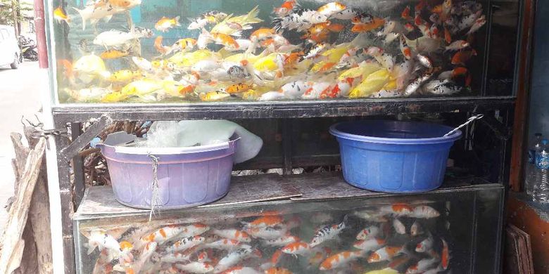 Akibat Pemadaman Listrik Ikan Koi Dagangan Di Pasar Ikan Kartini Mati Lemas