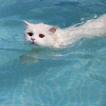 Ilustrasi kucing berenang.