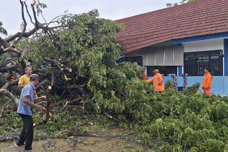 BPBD melakukan evakuasi pohon tumbang di Sampang