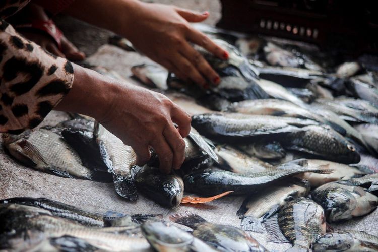 Ribuan ikan di Ranu Klakah Lumajang mabuk akibat fenomena koyo, Rabu (27/7/2022)