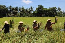 Beras Mahal, Pj Gubernur Jateng Minta Lumbung Padi Dihidupkan Saat Panen Raya