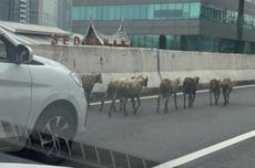 Gerombolan Kambing Lepas dan Bikin Macet JLNT Casablanca Jaksel