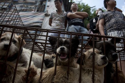 Festival Daging Anjing di China Bakal Digelar, 5.000 Ekor Dibunuh dalam 10 Hari