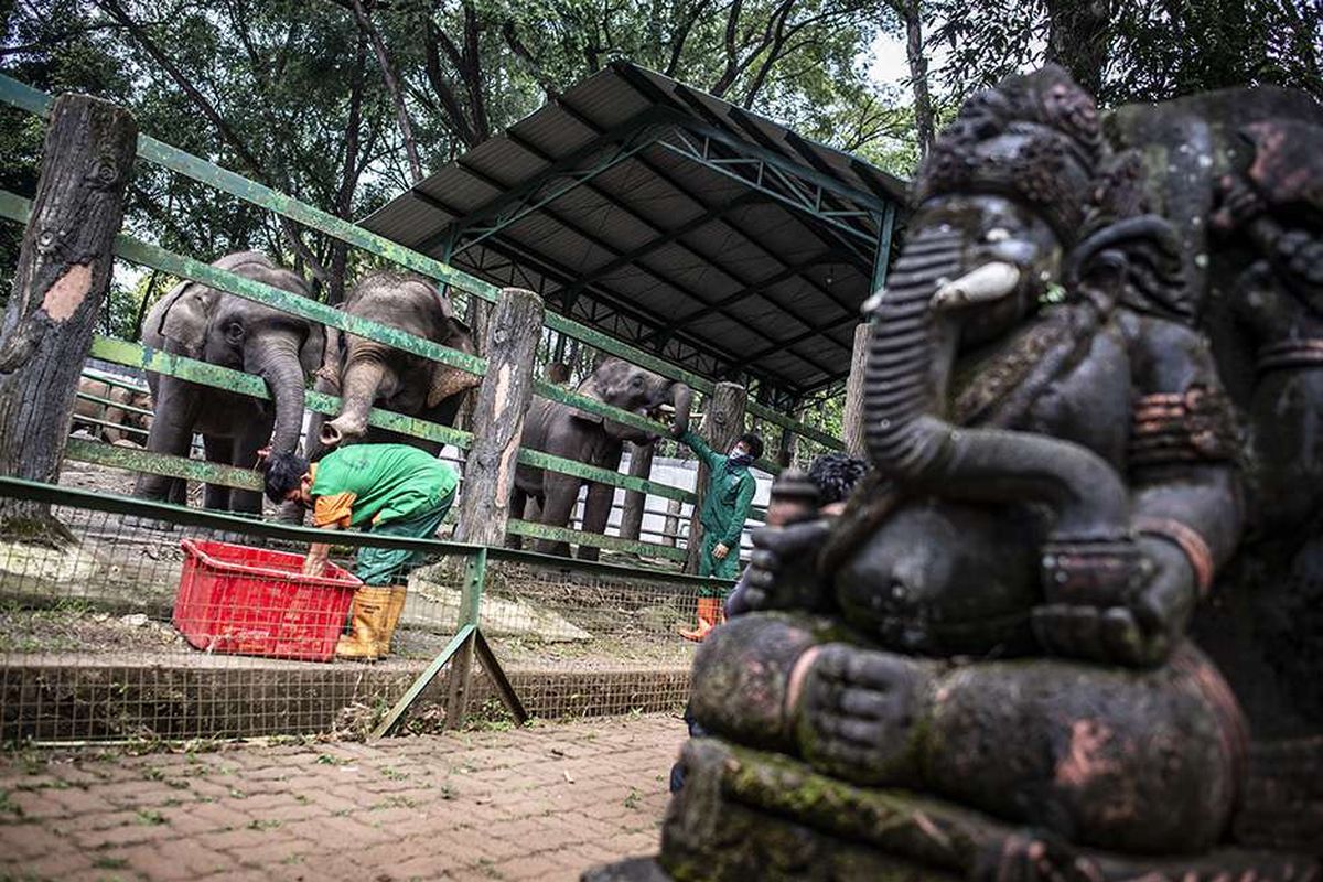 Petugas memberi makan Gajah sumatra (Elephas maximus sumatrensis) di Taman Margasatwa Ragunan, Jakarta, Senin (20/4/2020). Pihak pengelola Taman Margasatwa Ragunan tetap melakukan perawatan terhadap seluruh satwa selama pandemi COVID-19.