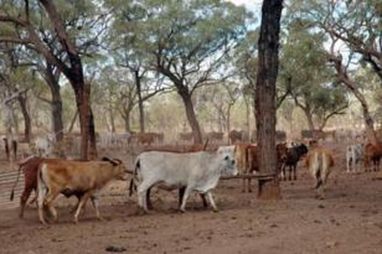 Departemen Pertahanan Australia akan mengizinkan lahan tempat latihan militer untuk penggembalaan sapi.