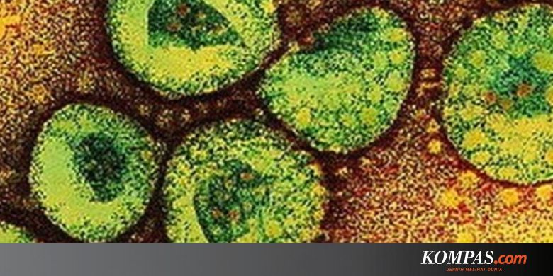 Apa Itu Virus Corona Yang Jenis Barunya Sedang Mewabah Halaman