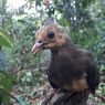 Sejumlah Anak Burung Maleo Mati Akibat Terendam Banjir di Gorontalo