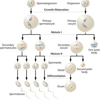 Proses spermatogenesis dan oogenesis 