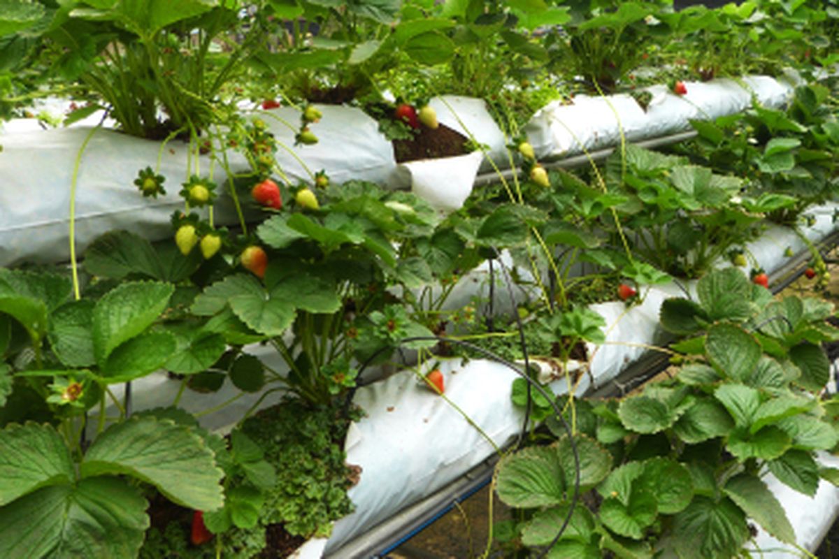 Tanaman strawberry yang ditanam menggunakan wadah batalan plastik atau karung