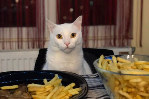 Bolehkah Kucing Diberi Makan Kentang Goreng? Ketahui Risikonya