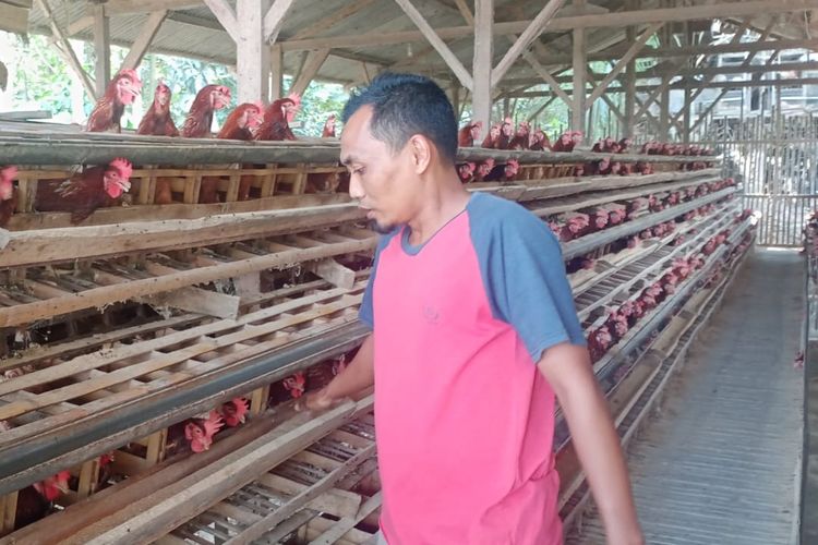 Seorang peternak ayam petelur di Kota Malang sedang memberi pakan ke ayam-ayamnya