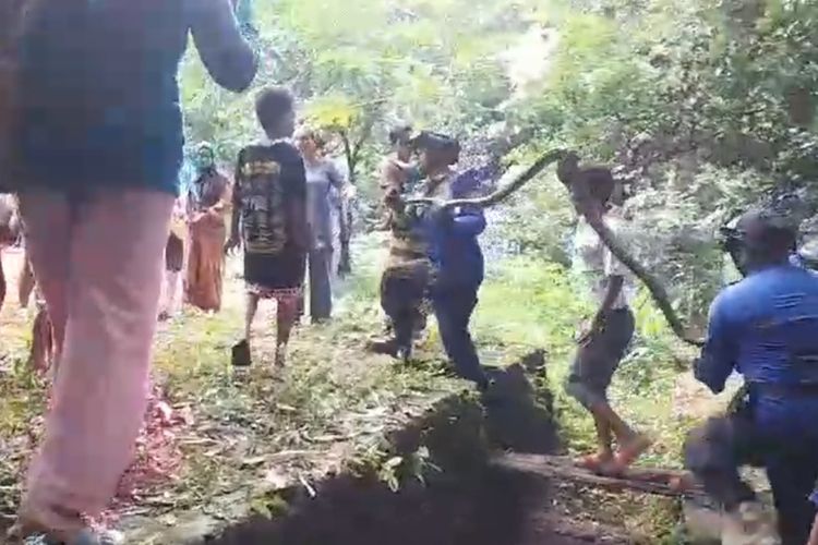 Sejumlah petugas damkar dan warga desa Cihideung Girang Kecamatan Cidahu Kabupaten Kuningan bersama-sama membawa ular usai evakuasi di Kebun Bambu, Selasa (27/2/2024) petang