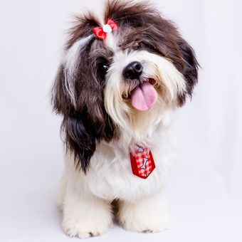 Ilustrasi anjing Shih Tzu 