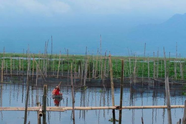 Nelayan mengendarai sampan di Danau Rawa Pening, Kabupaten Semarang, Jawa Tengah, Selasa (19/2/2013).