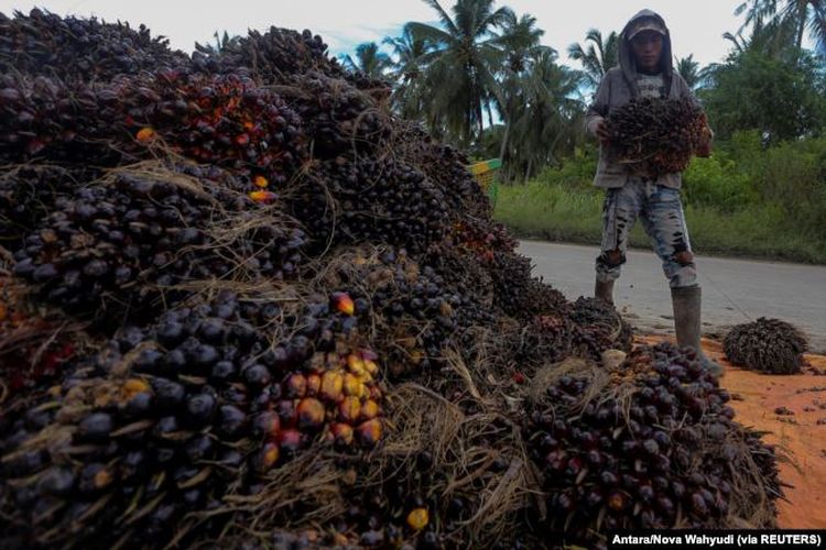 Seorang pekerja membawa buah sawit pada saat panen di desa Teluk Payu di Banyuasin. 