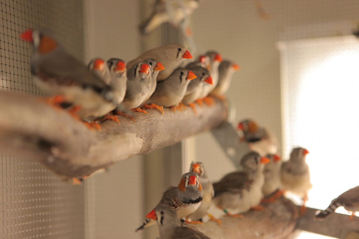 Temuan baru buktikan burung penyanyi harus berlatih mengeluarkan suara dan nyanyian dari ayah mereka sebelum memilih pasangan hidup.