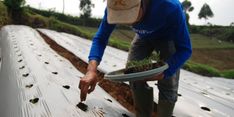 Bunga 6 Persen dan Tanpa Anggunan, KUR Pertanian Jadi Angin Segar Petani