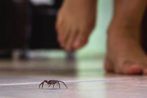 Cara Usir Laba-laba Tanpa Bahan Kimia Berbahaya