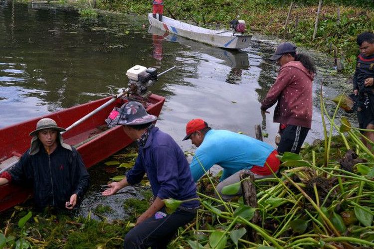 Warga mengangkat eceng gondok di kawasan Danau Tondano di Desa Paleloan, Kabupaten Minahasa, Sulawesi Utara, Rabu (24/6/2020). 