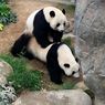 Setelah 10 Tahun, Sepasang Panda Sukses Kawin di Masa Lockdown Corona