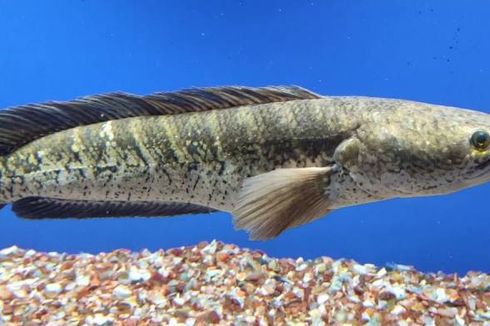 Studi: Suplemen Ikan Gabus Efektif Turunkan Angka Stunting