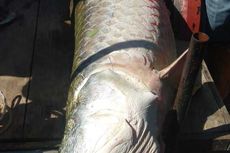 Ikan Berukuran Besar di Selokan Hebohkan Warga Lhokseumawe