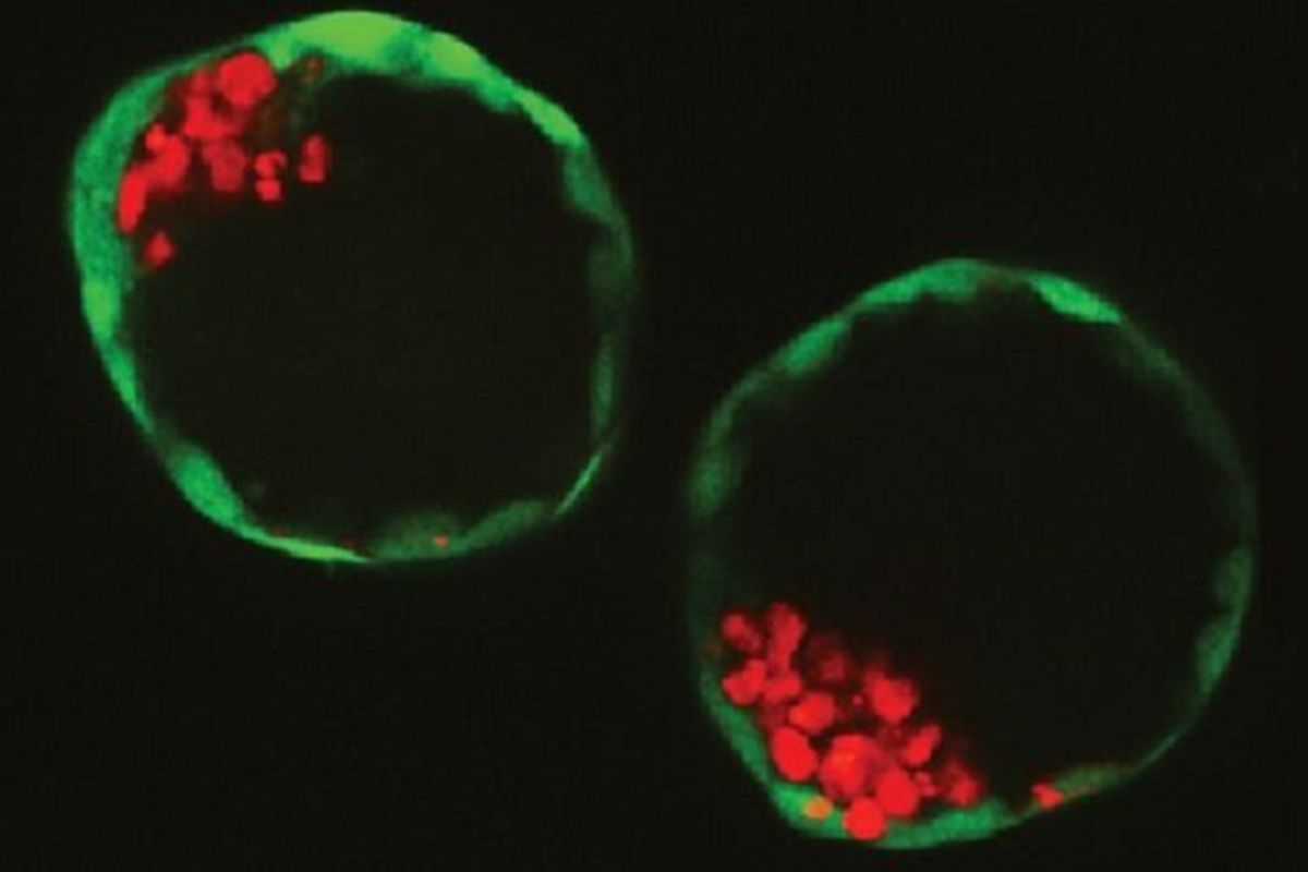 Dua embrio buatan dikembangkan di laboratorium oleh para peneliti