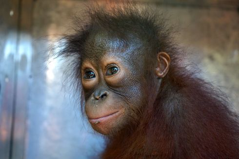 Penyelundup Orangutan Asal Makassar Ditangkap di Jalan Trans Sulawesi Gorontalo