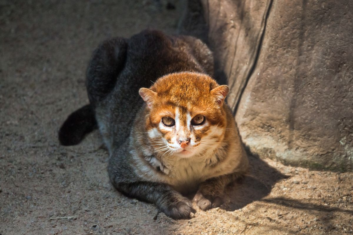 Kucing kepala datar, salah satu kucing hutan di Indonesia