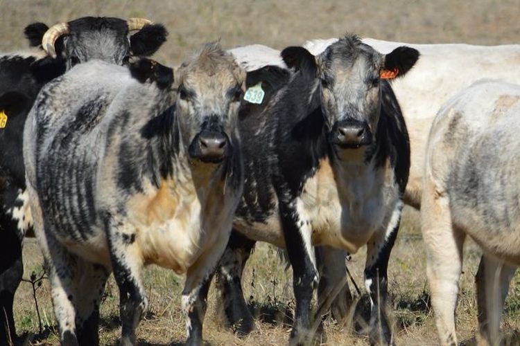 Malam steak mungkin akan menjadi pemandangan langka di tengah akan meningkatnya harga daging tahun depan. (Image supplied by Rhonda King)