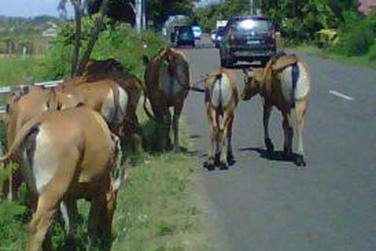 Kawanan sapi yang masuk ke dalam kota dan menguasai jalan-jalan kota di Mamuju meresahkan warga setempat. Para pengendara mengeluh karena sapi yang berkeliaran dinilai mengancam keselamatan mereka. Sementara hinga kini belum ada tindakan tetgas aparat pemerintah setempat