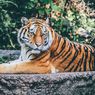 Detik-detik Harimau Terkam Seorang Remaja, Korban Menjerit Minta Tolong