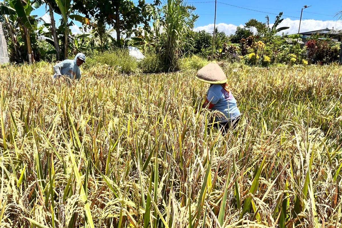 Petani Banyuwangi sedang memanen padi.