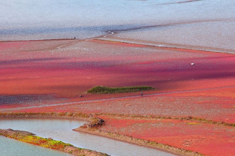 Suncheonman Bay, di Jeollanamdo, Korea Selatan.