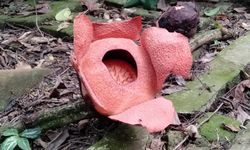 Terancam Punah, Rafflesia Patma Bakal Dikaji BRIN