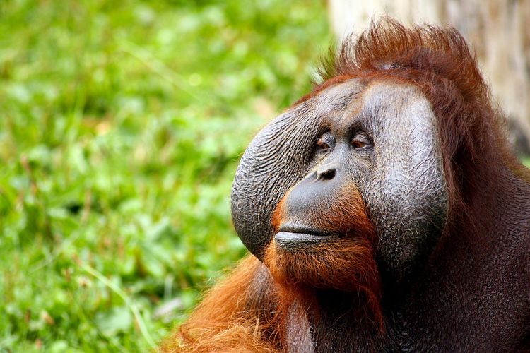 Ilustrasi orangutan. Spesies kera.