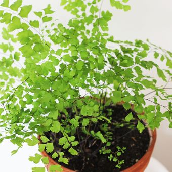 Ilustrasi tanaman suplir atau maidenhair fern. 