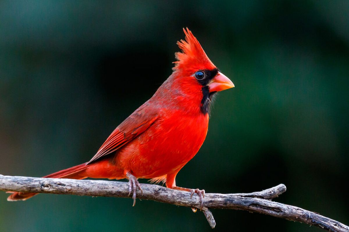 Northern cardinal