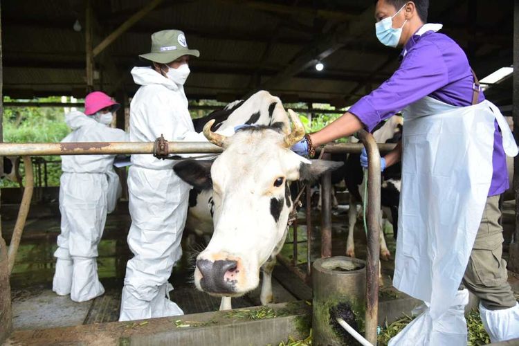 Petugas saat melakukan vaksinasi PMK kepada sapi perah di Srunen, Glagaharjo, Cangkringan, Sleman. (Foto dokumentasi Humas Pemkab Sleman)