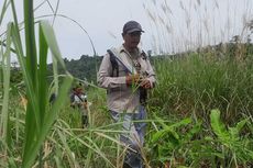 BKSDA Giring Puluhan Gajah Liar ke Luar Perkebunan Aceh Utara