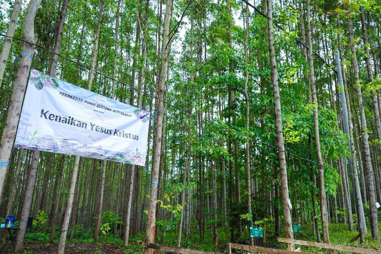 Berlibur ke IKN Bisa Tanam Pohon Endemik