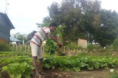 Jadi Petani Sayur, Mantan Guru Honorer Ini Punya Omzet sampai Rp 10 Juta Sebulan