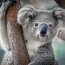 Populasi Menyusut Drastis, Koala Terancam Punah