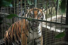 2 Petani di Aceh Selatan Diterkam Harimau, Korban Terluka Serius di Kepala