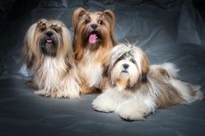 7 Fakta Menarik Anjing Lhasa Apso, Ras Purba dan Dianggap Suci