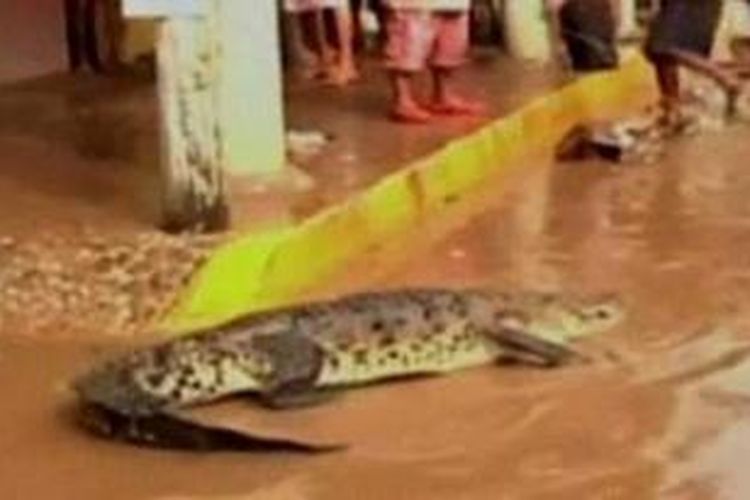 Terjangan dua topan besar Ingrid dan Manuel mengakibatkan banjir bandang yang menghanyutkan buaya ke dalam kota Acapulco.